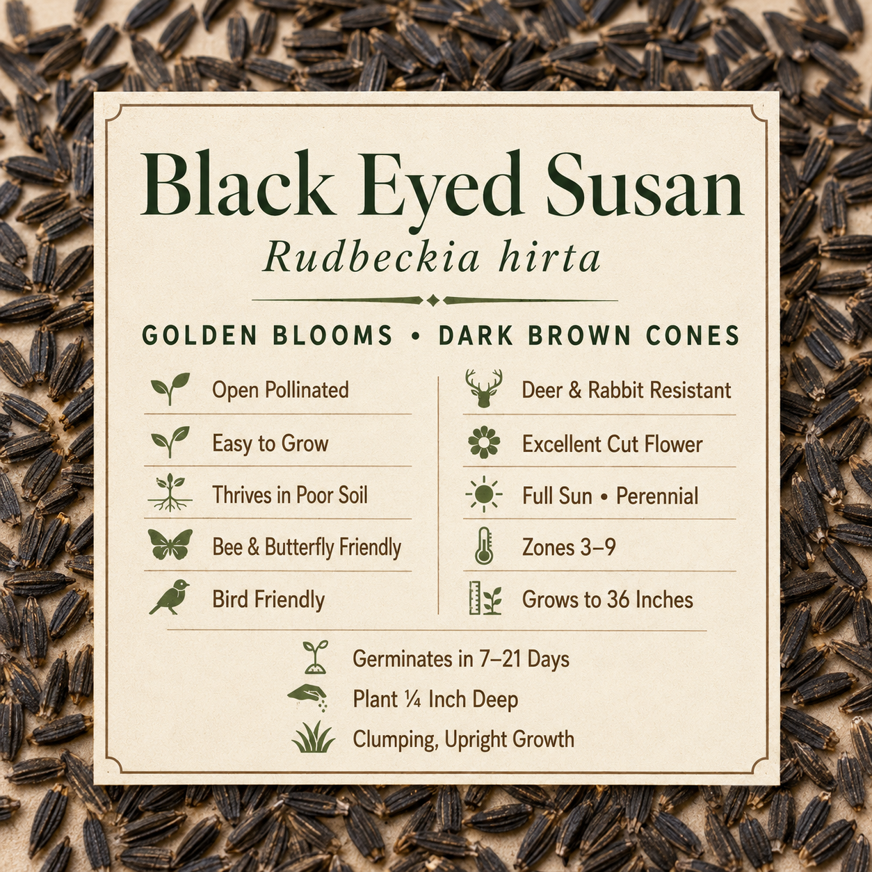 Rudbeckia Hirta, Black-Eyed Susan Seed