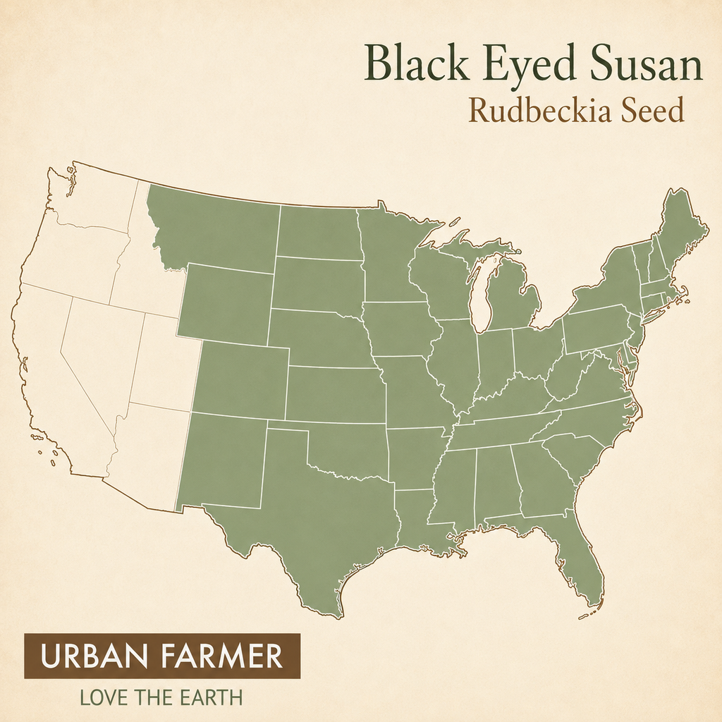 Rudbeckia Hirta, Black-Eyed Susan Seed