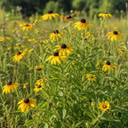 Rudbeckia Hirta, Black-Eyed Susan Seed