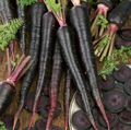 Black Nebula, Carrot Seeds