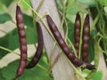 Black Turtle Soup, Bean Seeds