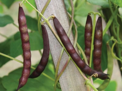 Black Turtle Soup, Bean Seeds