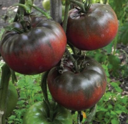 Black from Tula, Tomato Seeds