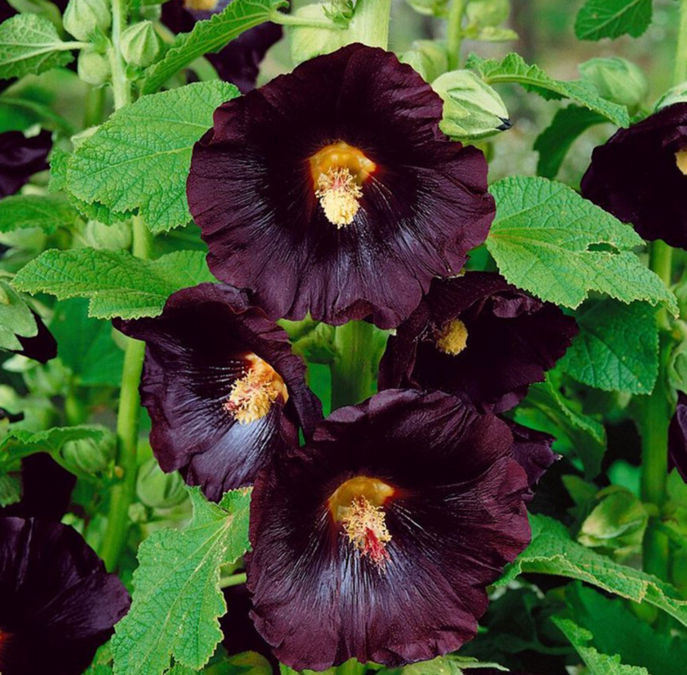 Blacknight, Hollyhock Seeds