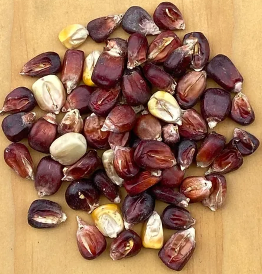 Bloody Butcher, Corn Seed