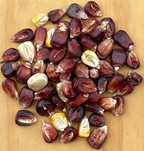 Bloody Butcher, Corn Seed