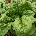 Bloomsdale, Organic Spinach Seeds