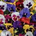 Blotch Mix Spring Grandio, (F1) Viola Seeds