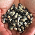 Blue Cónico, Corn Seed