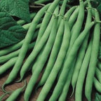 Blue Lake FM-1K Pole, Bean Seeds