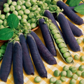Blue Shelling, Pea Seeds
