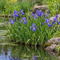 Blue Flag, Iris Seed