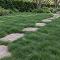 Blue Mesa, Sheep Fescue Seed