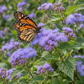 Blue Mistflower, Conoclinium Seed