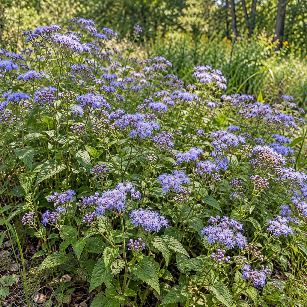 Blue Mistflower, Conoclinium Seed