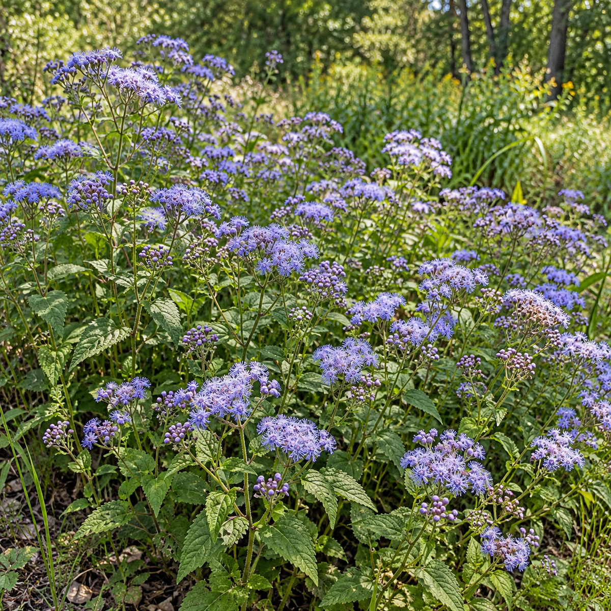 Blue Mistflower, Conoclinium Seed