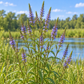 Blue Vervain, Verbena Seed