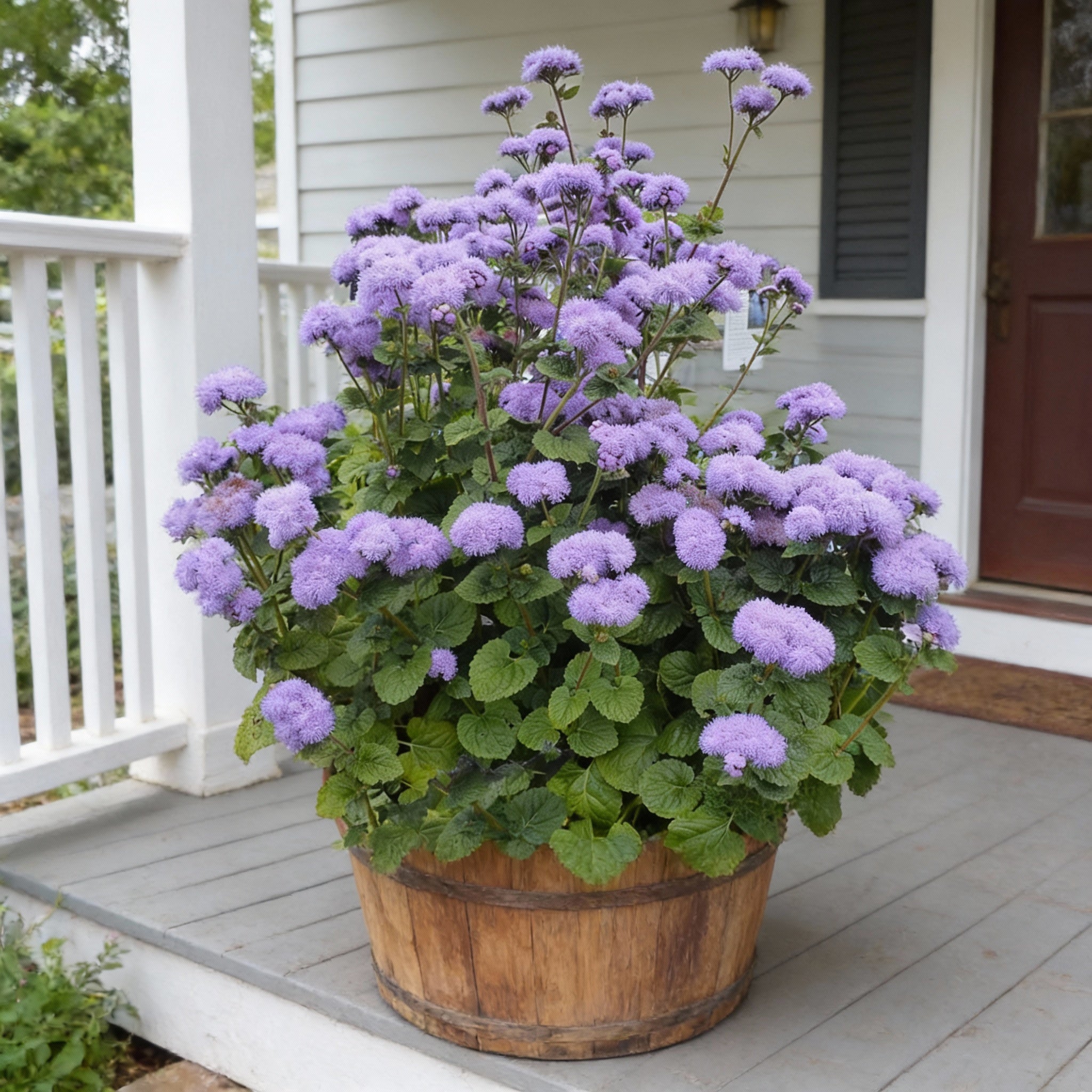 Blue Horizon, (F1) Ageratum Seed