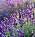 Blue Scent, Lavender Seeds
