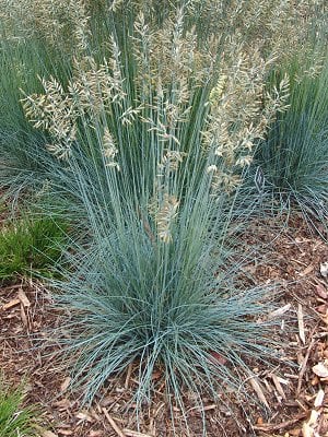 Blue fescue, Ornamental Grass Seeds
