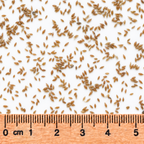 Blue Joint, Ornamental Grass Seed