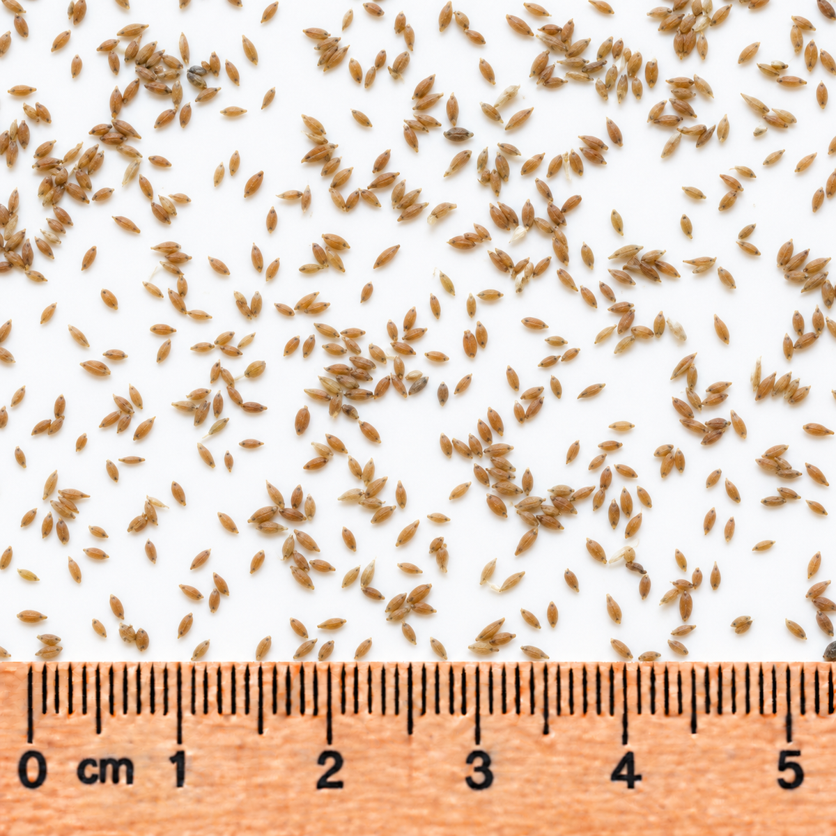 Blue Joint, Ornamental Grass Seed