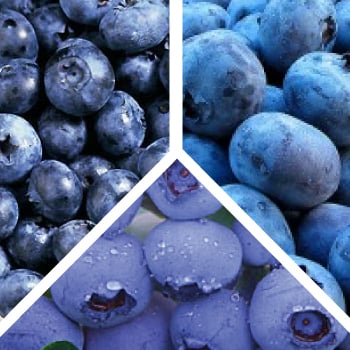 Collection Mix, Blueberry Plant