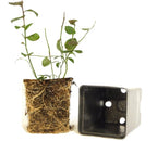Issai, Kiwi Plant