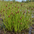 Blunt Spike Rush, Eleocharis Seed