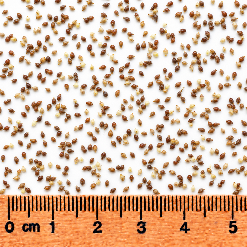 Blunt Spike Rush, Eleocharis Seed