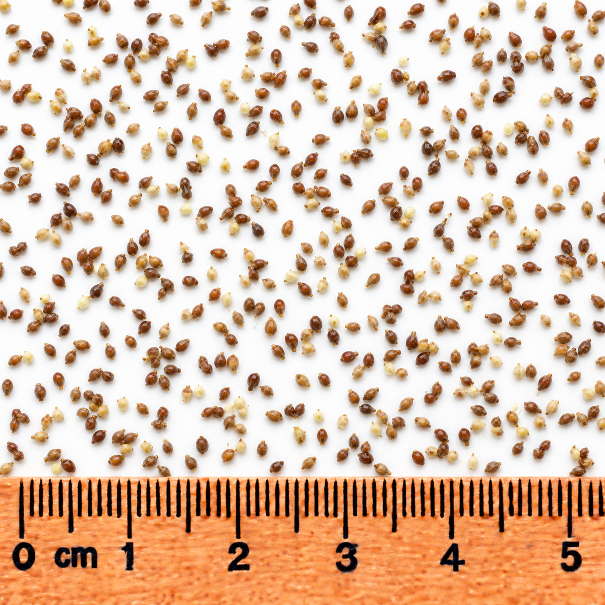 Blunt Spike Rush, Eleocharis Seed