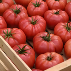 Blushing Star, (F1) Tomato Seeds