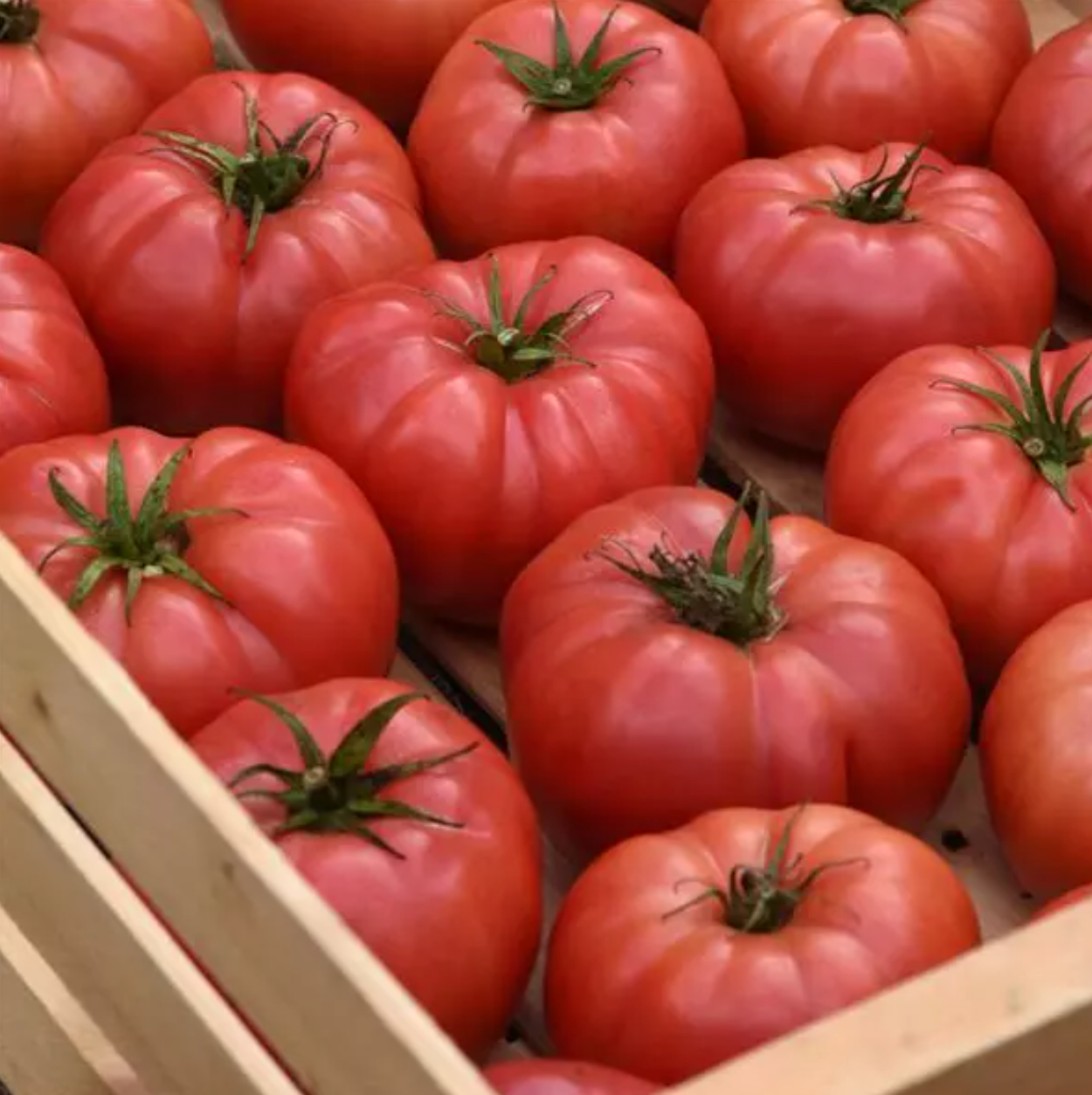 Blushing Star, (F1) Tomato Seeds