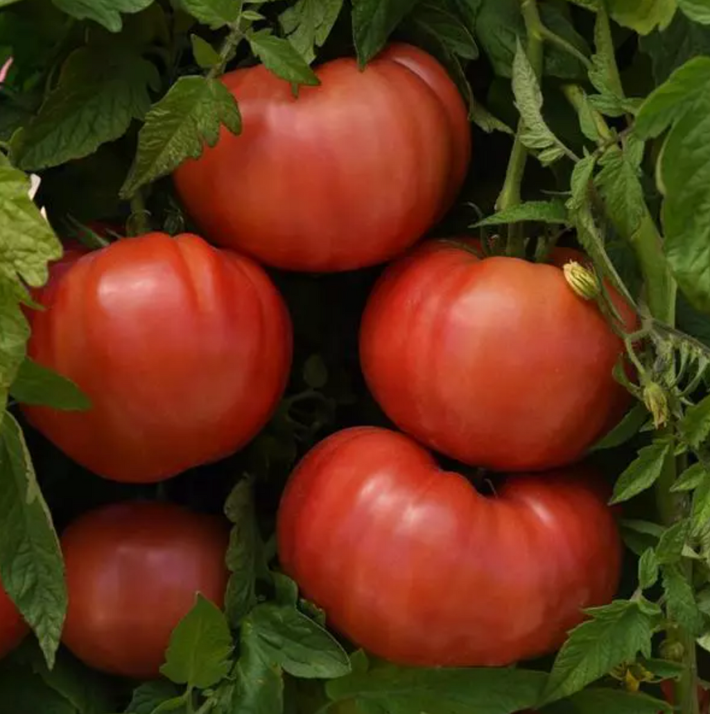 Blushing Star, (F1) Tomato Seeds