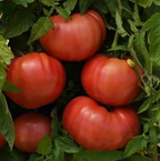 Blushing Star, (F1) Tomato Seeds