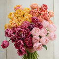 Blushing Sunset Mix, Tulip Bulbs