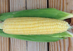 Bodacious, (F1) Corn Seed