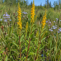 Bog, Goldenrod Seeds