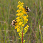 Bog, Goldenrod Seed