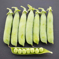 Bolero, Pea Seeds