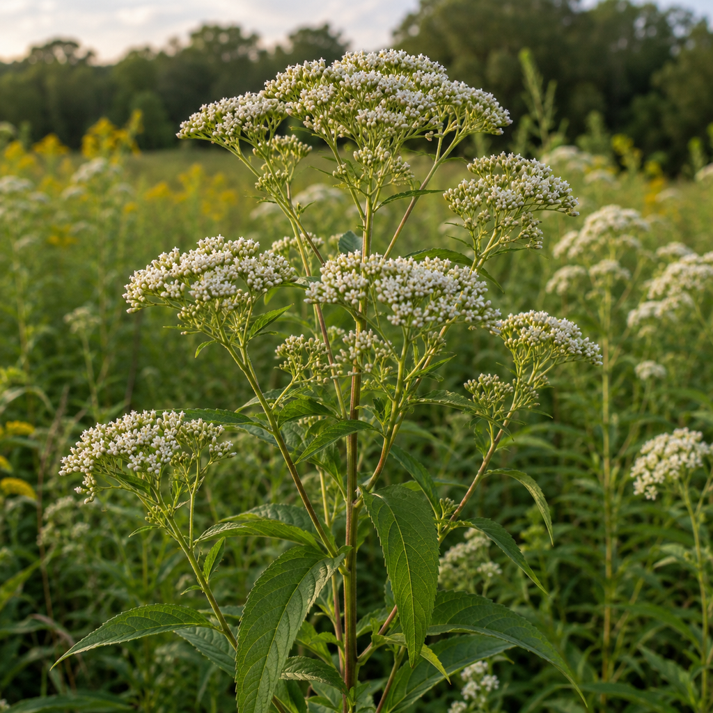 Boneset in nature