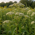 Boneset in nature