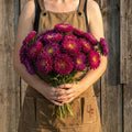 Bonita Rose, Aster Seeds