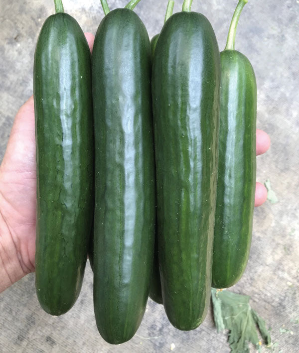 Boomer, (F1) Cucumber Seeds