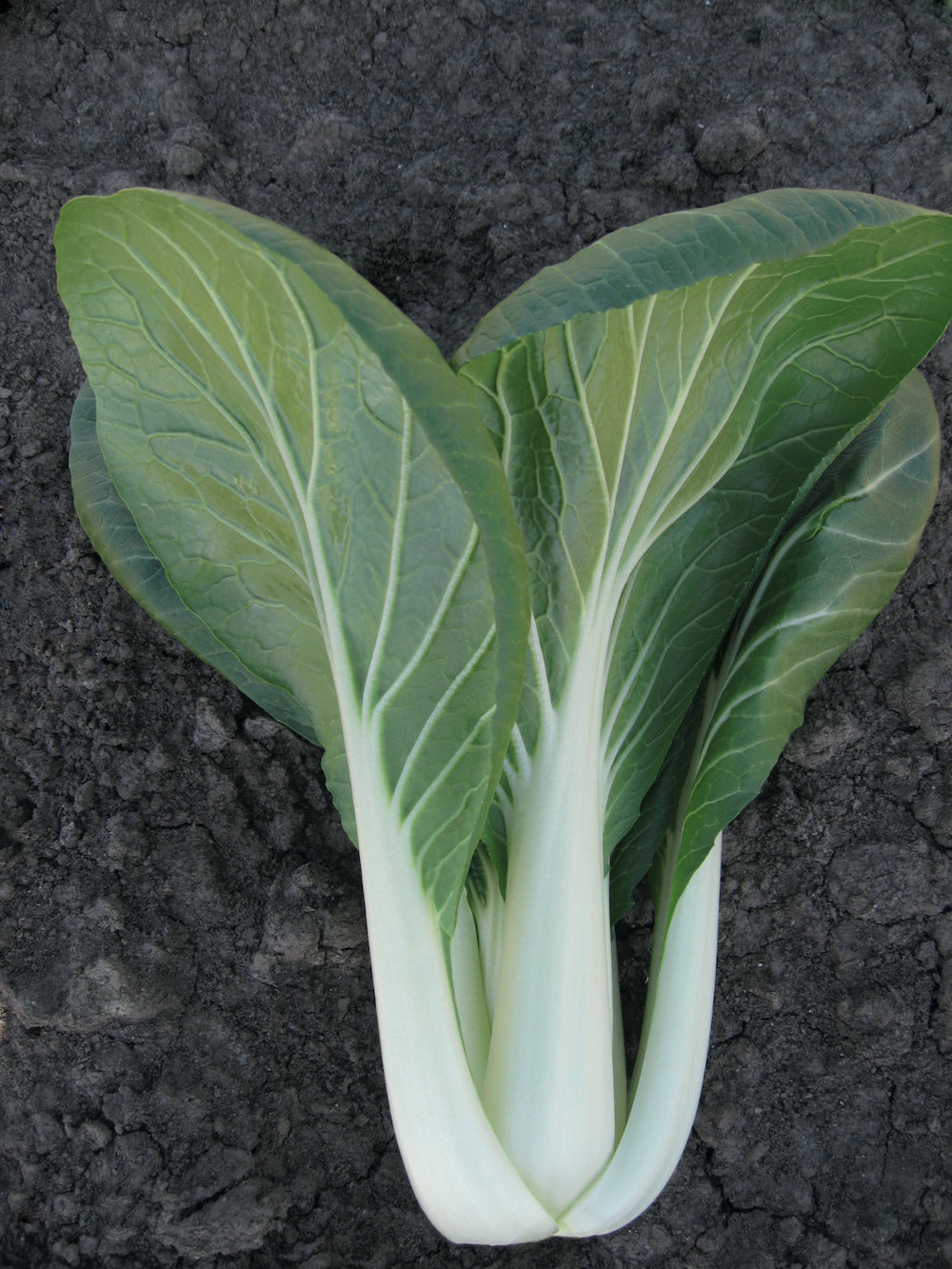 Bopak, Pak Choi Cabbage