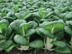 Bopak, Pak Choi Cabbage