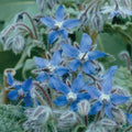Common, Borage Seed