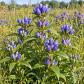 Bottle Gentian, Gentiana Seed