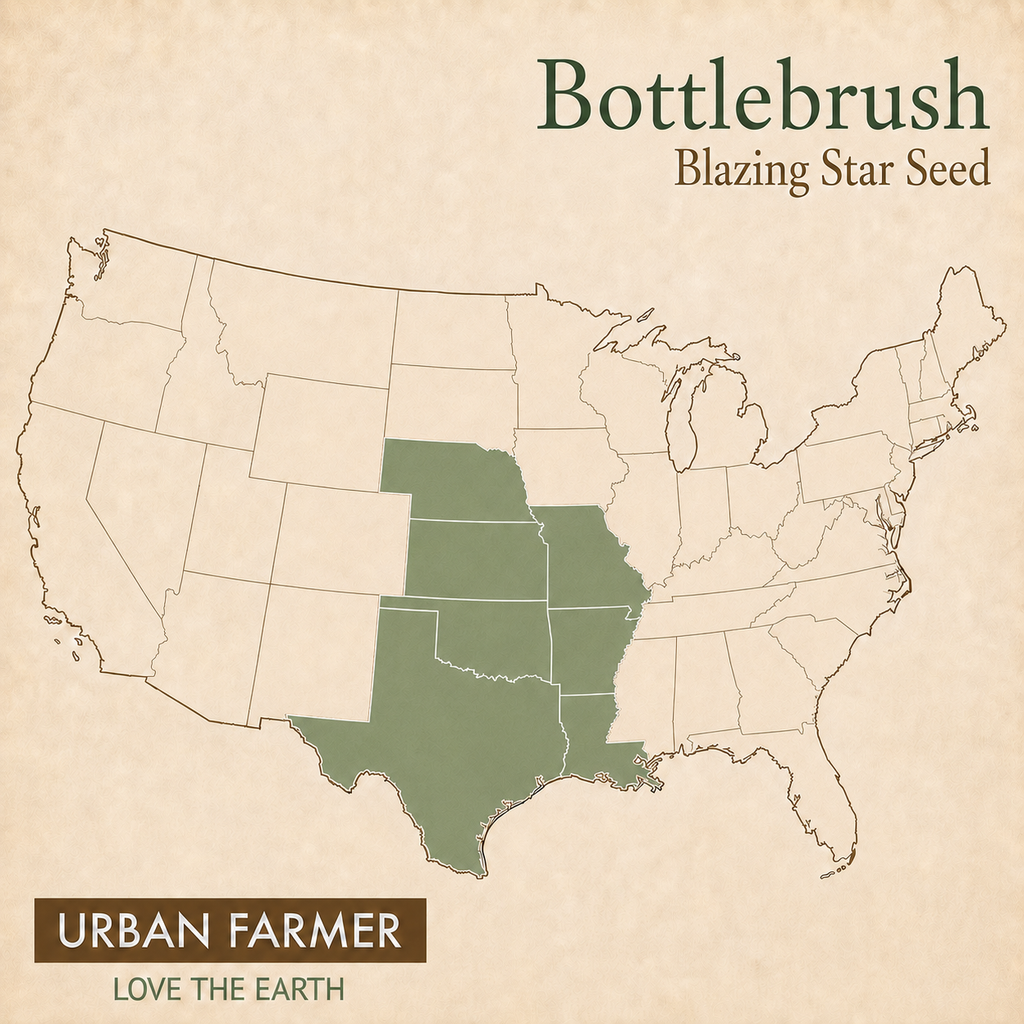 Bottlebrush, Blazing Star Seed