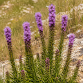 Bottlebrush, Blazing Star Seed